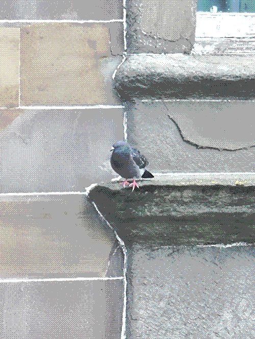 a check rock dove in the distance staring at me from a ledge